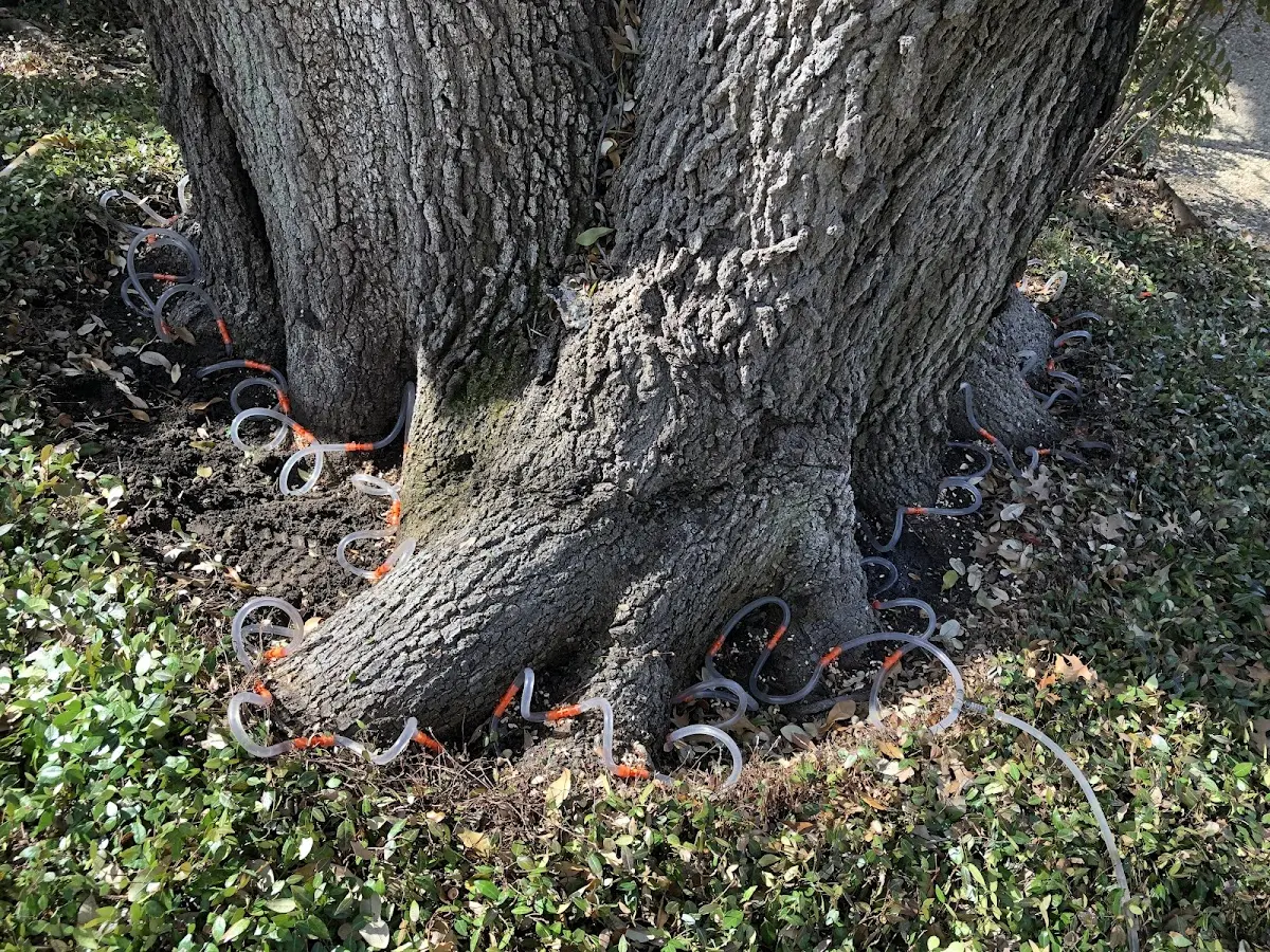 Detailed Tree Cabling and Bracing job site in Melbourne