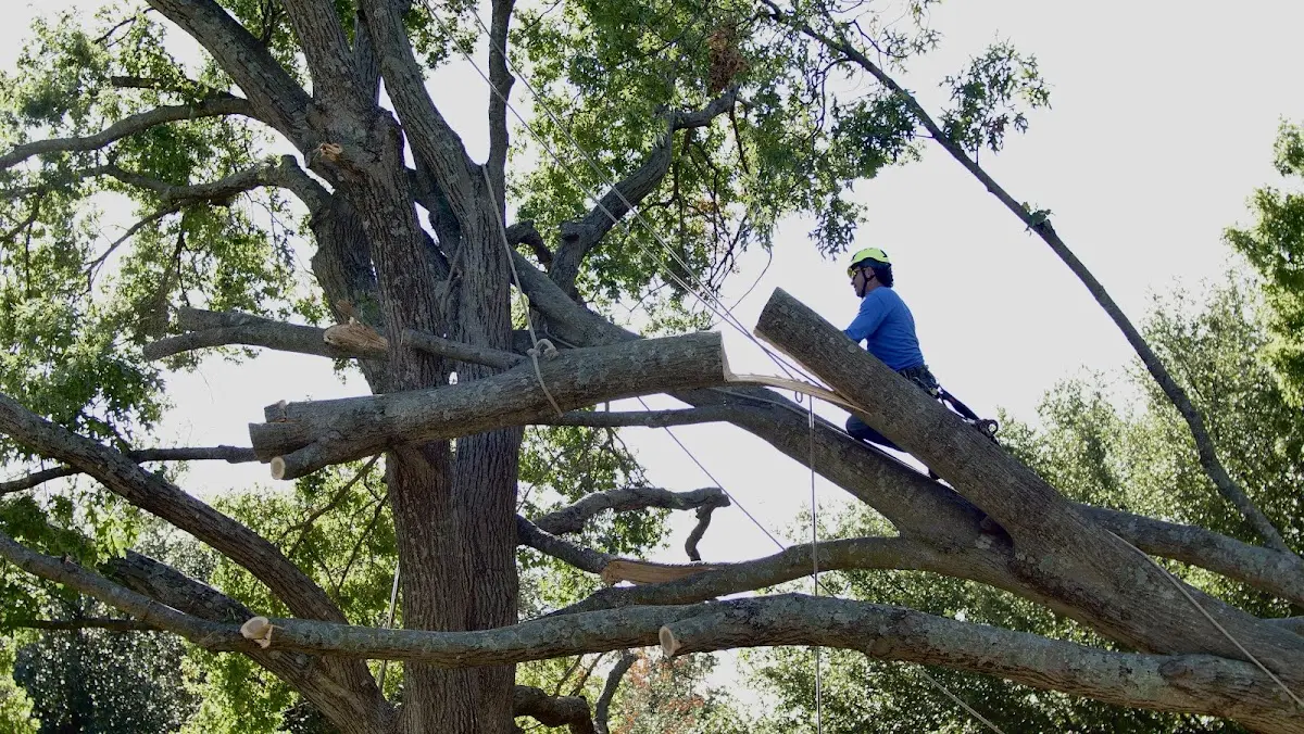 Professional Crown Thinning performed by certified arborists in Melbourne